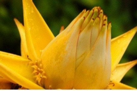 Lùng mua loài chuối lạ không ra quả, chỉ nở hoa vàng