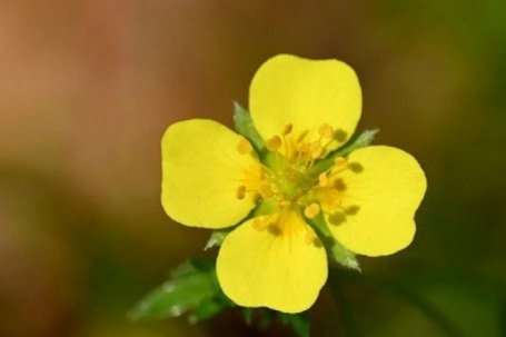 Một loài hoa dại có thể là “vũ khí siêu hạng” cho y học