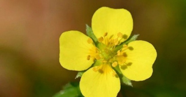 Một loài hoa dại có thể là “vũ khí siêu hạng” cho y học