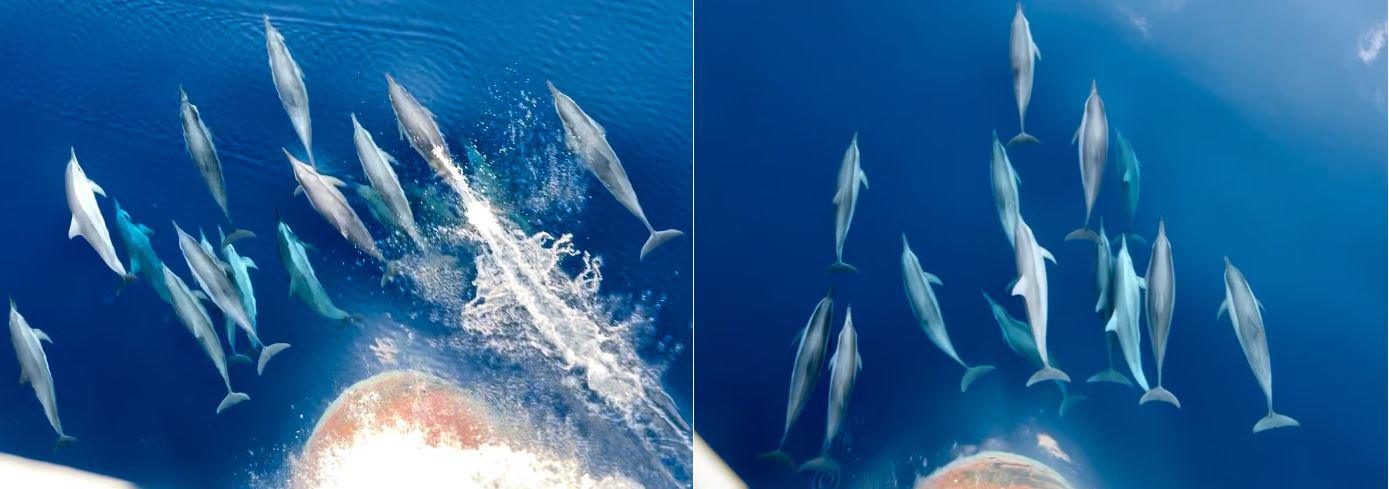 Đàn cá heo tung tăng, bơi trước mũi tàu như một cuộc đua với nhau.