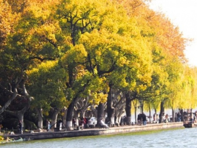 Nắm tay nhau giữa hàng cây ngô đồng ở Hàng Châu