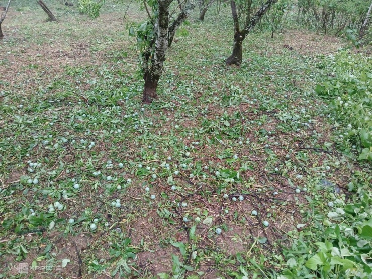 Mưa đá đập thủng kính xe, kéo sập nhà ở Bắc Hà - 6