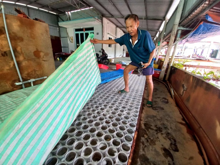 Ông Ba Thu trong trại nuôi cá bảy màu. Ảnh: T.Đ