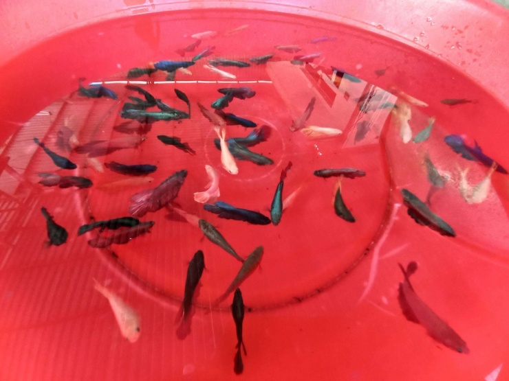 Nghề nuôi cá bảy màu ở TP.HCM từ thú chơi thành nghề kinh doanh. Ảnh: T.Đ