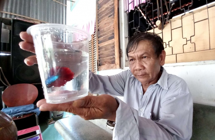 Nhờ nuôi cá bảy màu, ông Ba Sang đã đổi đời. Ảnh: T.Đ