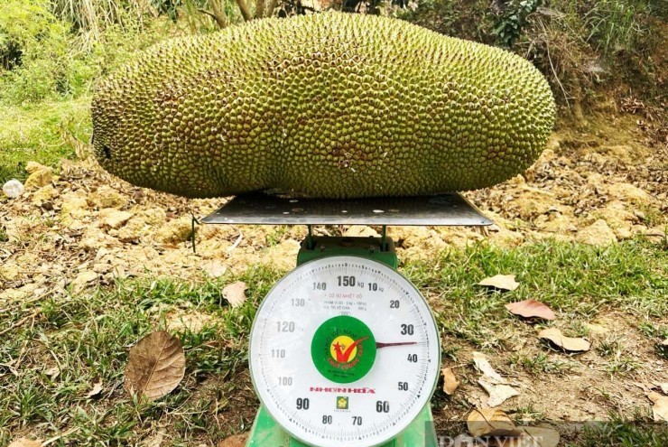 Giống mít “lạ” ở Điện Biên là loại mít gì mà có quả nặng gần nửa tạ, đếm tiền triệu/cây sau mỗi mùa trái ngọt?