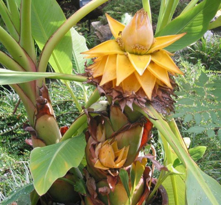 Cây cảnh chuối tài lộc trưởng thành cao tới 1,5m, thân cây mập mạp, có thể trồng trong chậu đặt nơi đại sảnh, góc phòng khách hay bên cửa kính