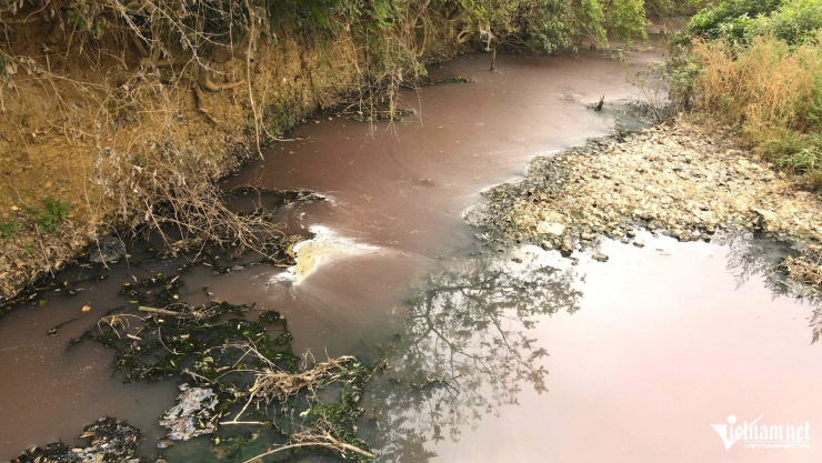 Nước suối cũng ngả màu tím. Ảnh: Lê Dương