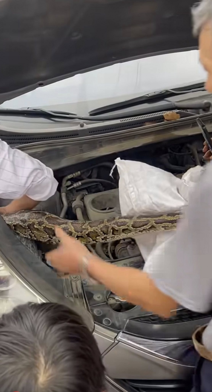 Con trăn khổng lồ được phạt hiện chui vào khoang động cơ xe Hyundai Tucson. 