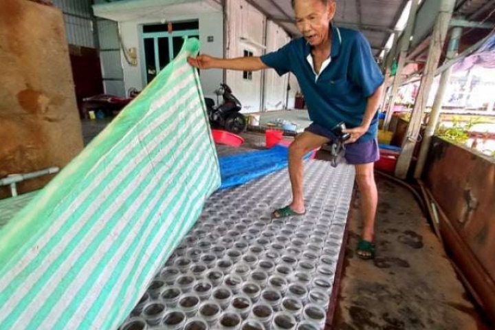 Nuôi loài cá cảnh được ưa chuộng nhất thế giới, nhiều nông dân TP.HCM đổi vận