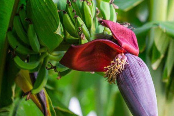 7 lý do nên ăn hoa chuối