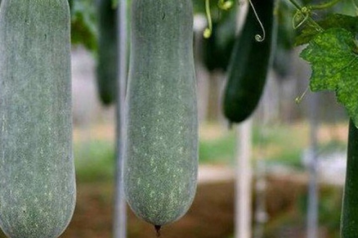 Bí xanh ngon, bổ dưỡng nhưng 4 nhóm người nên tránh