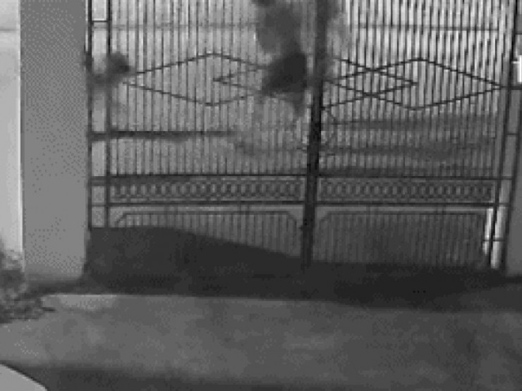 Chó lạ hung hãn tấn công 3 phụ nữ đi tập thể dục