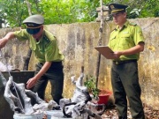 Kiểm lâm Thanh Hóa xử lý cây muội hồng thu giữ như thế nào?