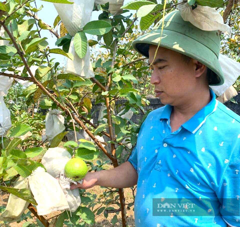 Sau quyết định "quay xe cực gắt" anh Nguyễn Văn Thành (SN 1989) về quê nhà ở xã Quỳ Hợp, tỉnh Nghệ An xây dựng trang trại tổng hợp, trồng ổi lê Đài Loan và nuôi lợn sinh sản. Trang trại mang lại cho anh Thành thu nhập hàng tỷ đồng mỗi năm. Ảnh: N.T