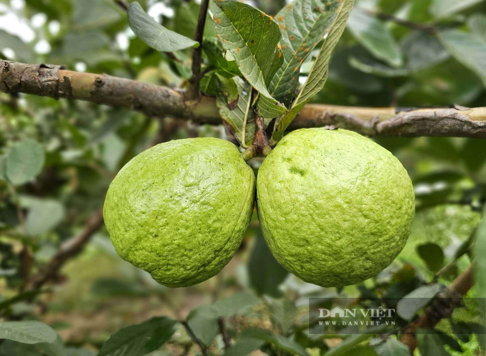 Mỗi năm, anh Thành thu hoạch khoảng 40 tấn ổi lê Đài Loan. Cây ổi lê Đài Loan rất phù hợp với điều kiện khí hậu, thổ nhưỡng tại xã Quỳ Hợp, tỉnh Nghệ An nên quả to, giòn, ngon, ngọt, có từng nào cũng bán hết. Ảnh: N.T