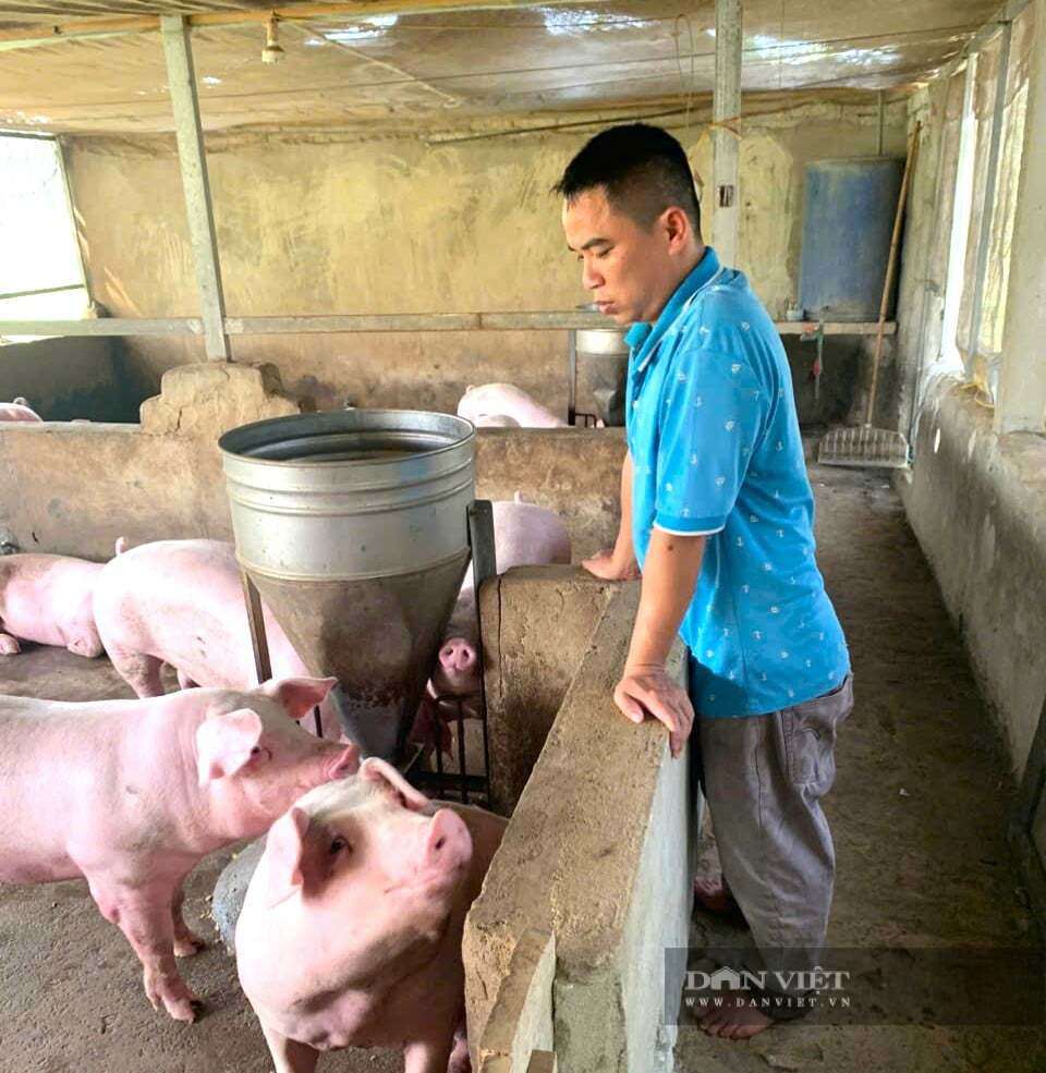 Ngoài ra, chàng kỹ sư nông nghiệp còn đầu tư xây dựng hệ thống chuồng trại khép kín, nuôi lợn sinh sản mang lại thu nhập cao. Ảnh: N.T