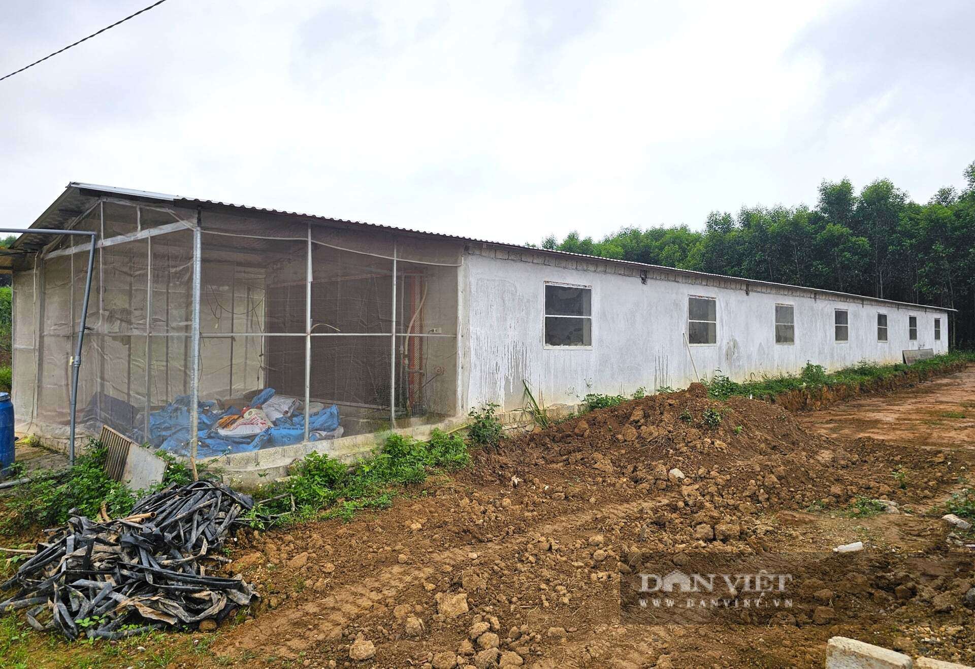 Ngoài ra, chàng kỹ sư nông nghiệp còn đầu tư xây dựng hệ thống chuồng trại khép kín, nuôi lợn sinh sản mang lại thu nhập cao. Ảnh: N.T