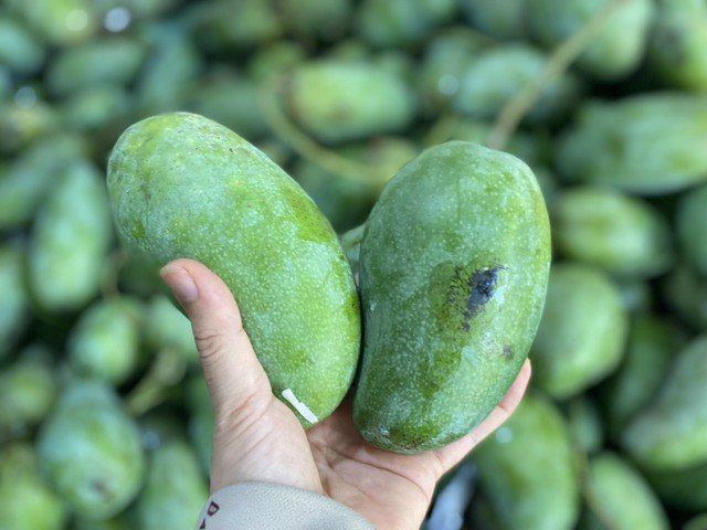 Xoài là loại trái cây nhiệt đới được trồng nhiều tại Việt Nam có hương vị thơm ngon nên được nhiều người ưa chuộng.