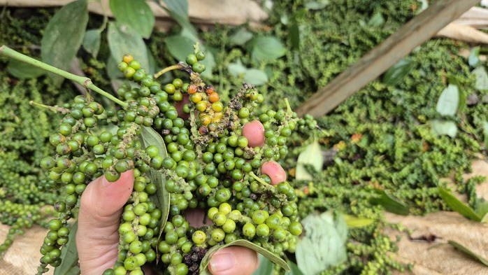 Hồ tiêu, điều là một trong những sản phẩm hay gặp lừa đảo quốc tế