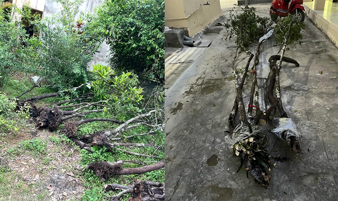 Số cây muội hồng thu giữ được sẽ được đưa về các vườn quốc gia, khu bảo tồn để chăm sóc