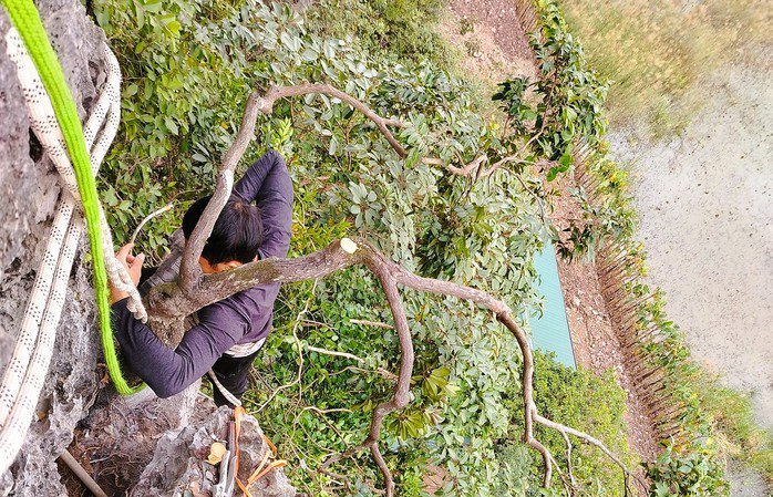 Việc leo trèo trên vách đá khai thác cây muội hồng rất nguy hiểm