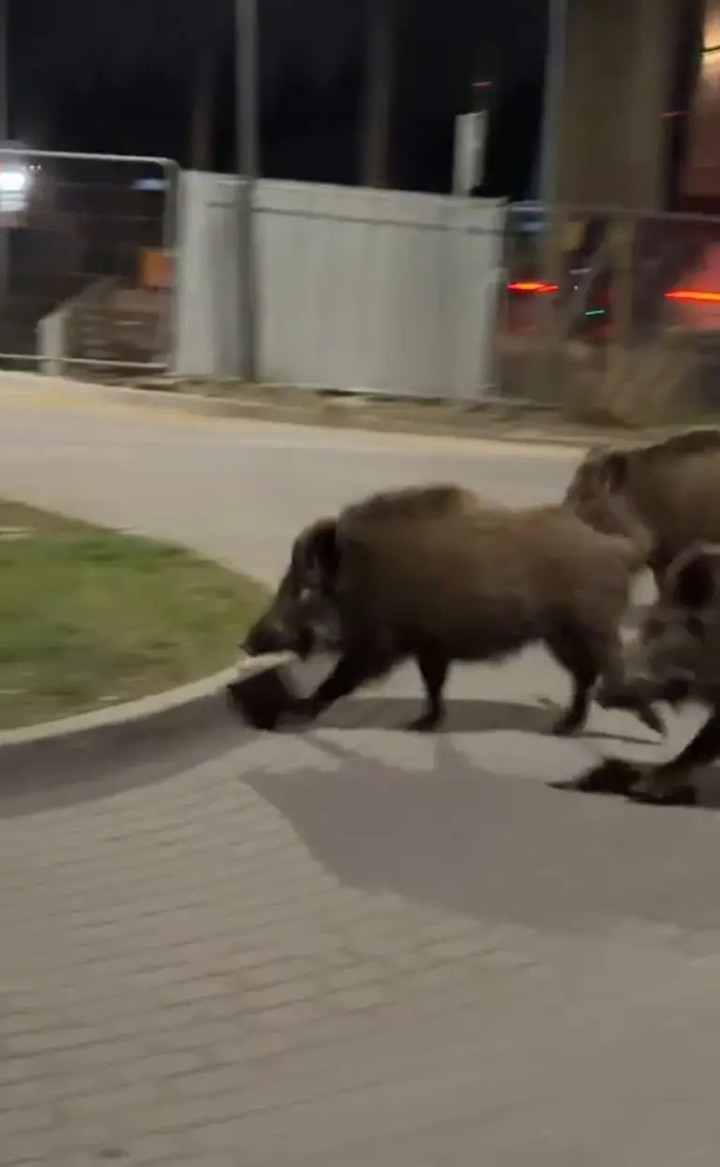 Những con lợn rừng đã trở thành mối họa khắp châu Âu.