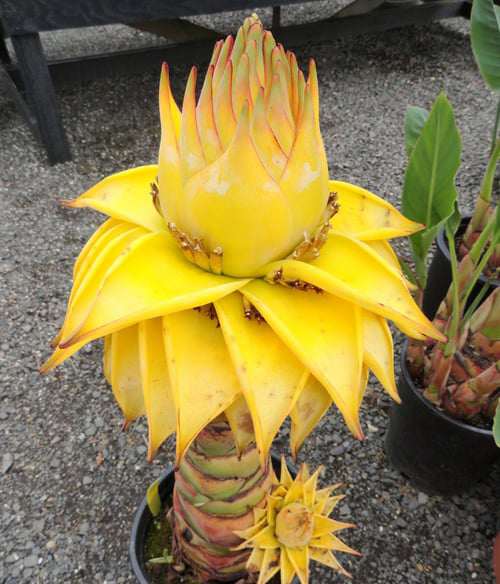 Cây cảnh chuối tài lộc, có tên gọi khác là chuối cảnh, chuối hoa sen, là một loại chuối có hình dáng và màu sắc rất đẹp mắt. Hoa của nó màu vàng kim, thời gian hoa nở kéo dài tới 6 – 7 tháng.