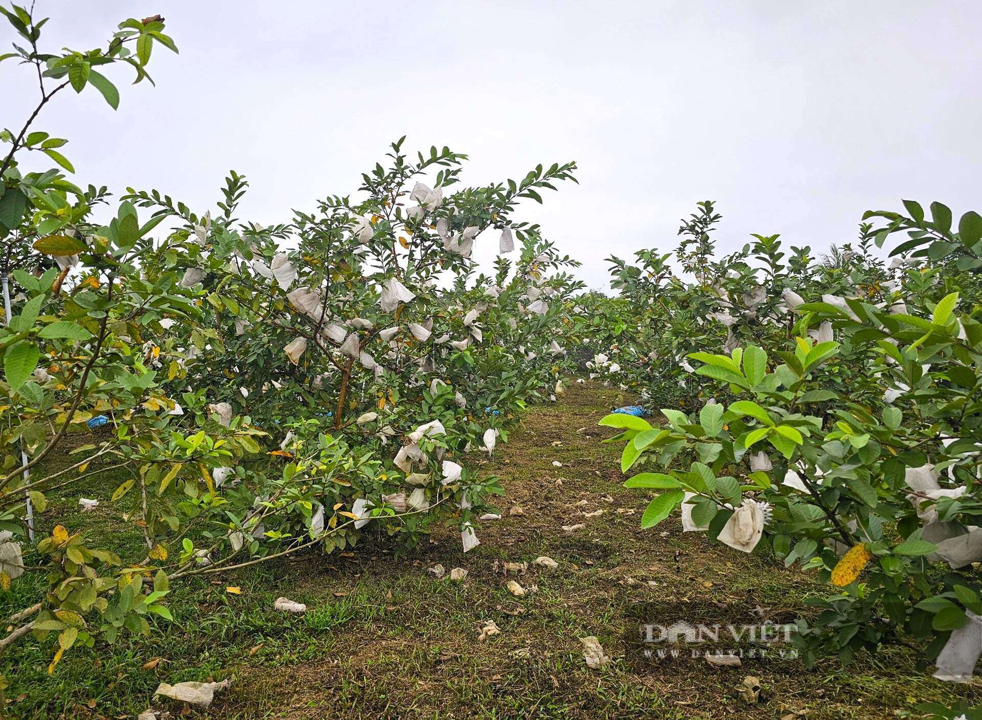 Sau quyết định "quay xe cực gắt" anh Nguyễn Văn Thành (SN 1989) về quê nhà ở xã Quỳ Hợp, tỉnh Nghệ An xây dựng trang trại tổng hợp, trồng ổi lê Đài Loan và nuôi lợn sinh sản. Trang trại mang lại cho anh Thành thu nhập hàng tỷ đồng mỗi năm. Ảnh: N.T