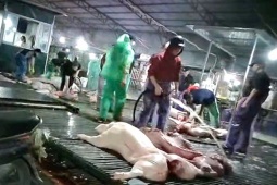 Hà Nội dự kiến lắp 100 camera AI tại lò mổ, chợ để kiểm tra an toàn thực phẩm