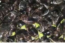 Chỉ xuất hiện 30 phút chập tối, con “nhìn nổi da gà” lại bán chạy bất ngờ