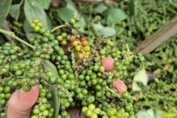 Một doanh nghiệp xuất khẩu hồ tiêu bị lừa đảo mất gần 16 tỉ đồng tại Pakistan