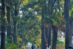 Hàng thông trăm tuổi đẹp như 'bước ra từ phim Hàn Quốc' tại Gia Lai