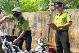 Kiểm lâm Thanh Hóa xử lý cây muội hồng thu giữ như thế nào?