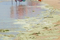 Lộ diện 'thủ phạm' khiến nước biển Bãi Sau Vũng Tàu xanh như matcha