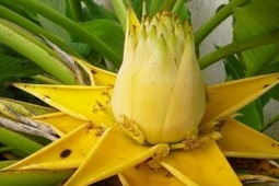 Chuối lạ chỉ ra hoa vàng, dân buôn cây cảnh rao bán như “bùa tài lộc” hút khách