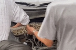 Lào Cai: Chủ xe Hyundai Tucson kinh hãi phát hiện trăn khổng lồ trong khoang máy
