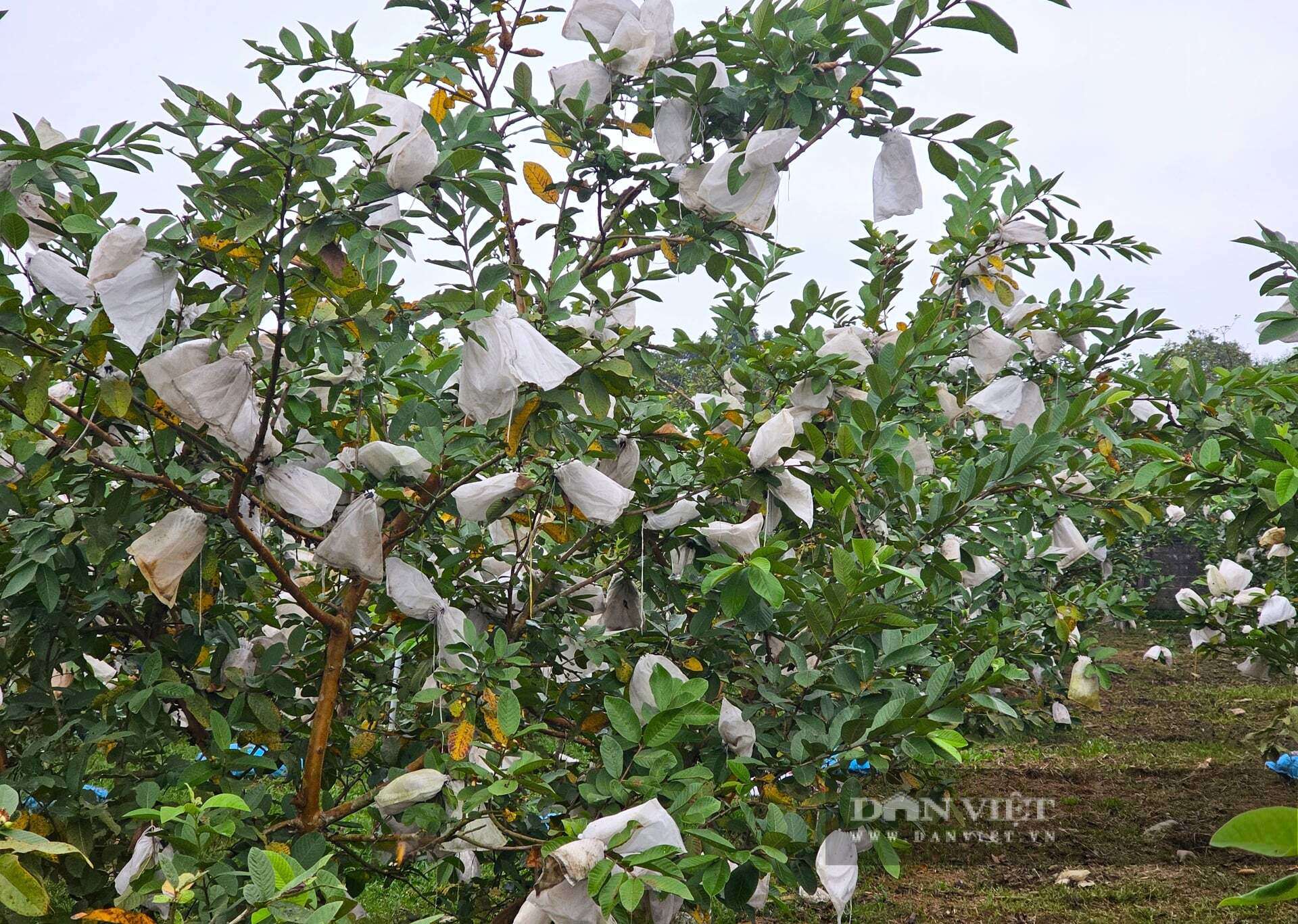 Vườn ổi lê Đài Loan treo trái trĩu cành. Anh Thành trồng ổi lê Đài Loan hoàn toàn bằng phương pháp hữu cơ nên quả sạch, an toàn được người tiêu dùng rất ưa chuộng. Ảnh: N.T