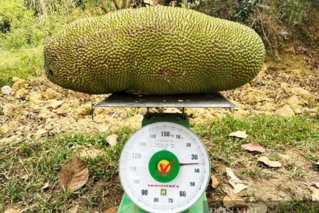 Giống mít “lạ” ở Điện Biên là loại mít gì mà có quả nặng gần nửa tạ, đếm tiền triệu/cây sau mỗi mùa trái ngọt?