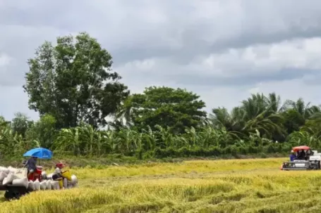 'Giải cứu' lúa: Gọi 20 doanh nghiệp may ra có 10 nơi nghe máy