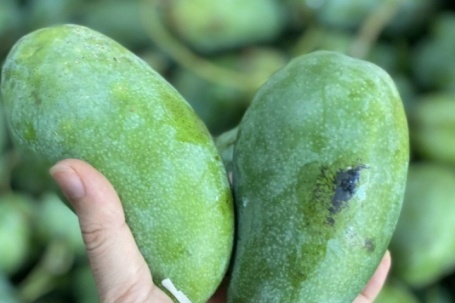 Xoài hạt lép “làm mưa làm gió”, tiểu thương tiết lộ lý do hàng về tới đâu hết tới đó