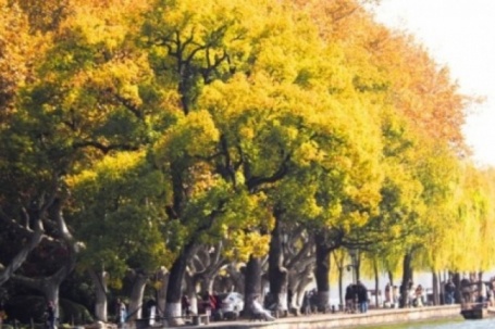 Nắm tay nhau giữa hàng cây ngô đồng ở Hàng Châu