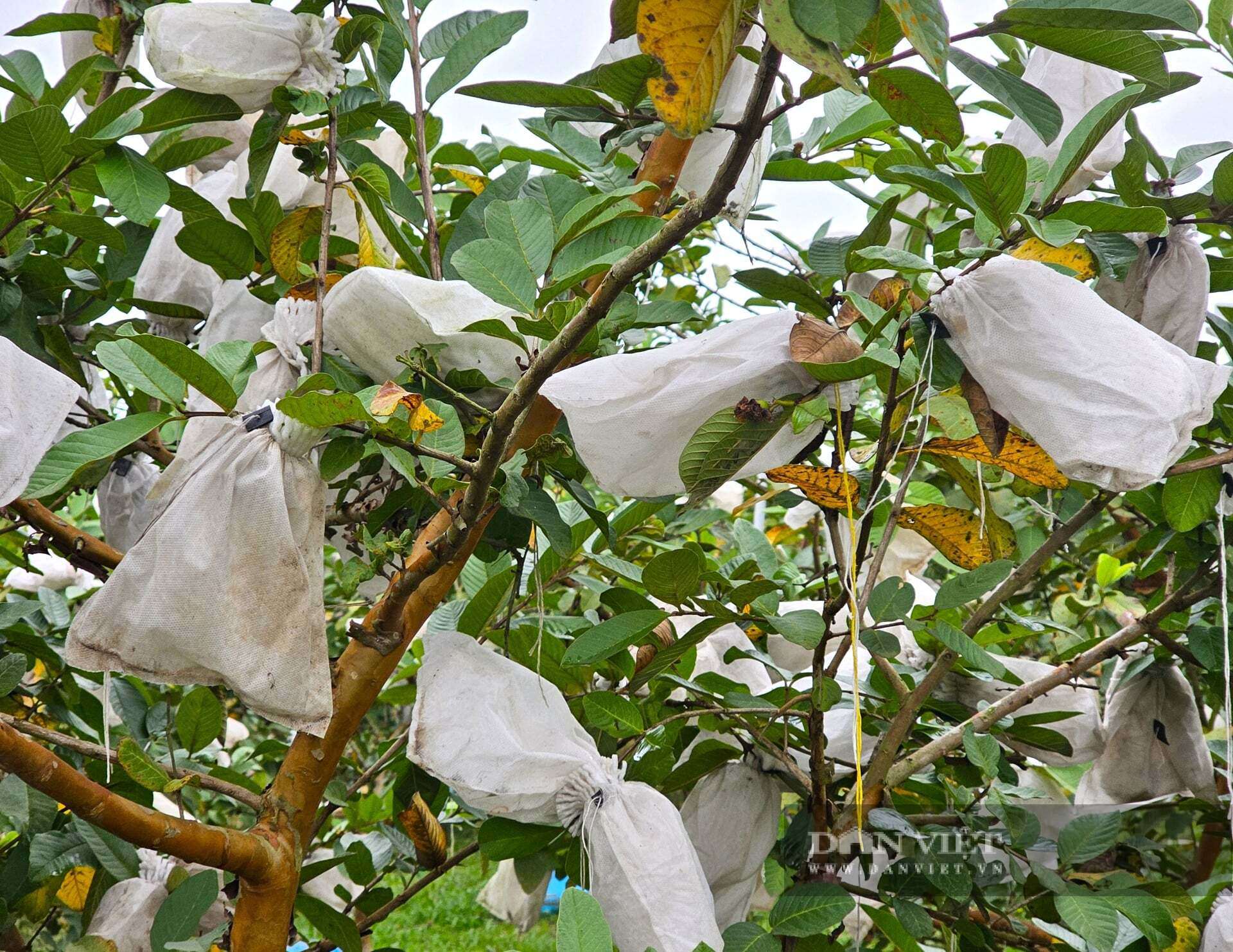 Vườn ổi lê Đài Loan treo trái trĩu cành. Anh Thành trồng ổi lê Đài Loan hoàn toàn bằng phương pháp hữu cơ nên quả sạch, an toàn được người tiêu dùng rất ưa chuộng. Ảnh: N.T