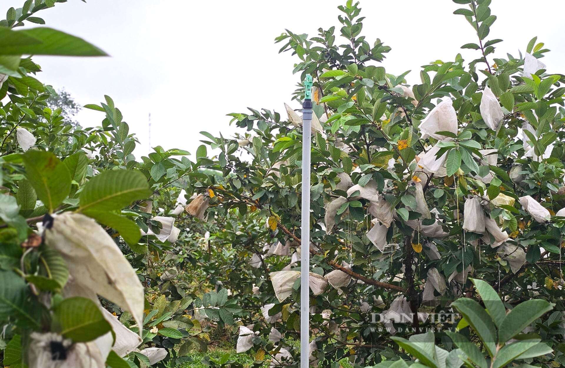 Vườn ổi lê Đài Loan treo trái trĩu cành. Anh Thành trồng ổi lê Đài Loan hoàn toàn bằng phương pháp hữu cơ nên quả sạch, an toàn được người tiêu dùng rất ưa chuộng. Ảnh: N.T