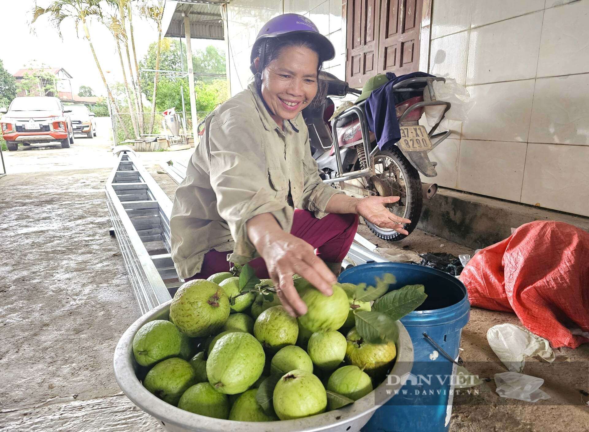 Mỗi năm, anh Thành thu hoạch khoảng 40 tấn ổi lê Đài Loan. Cây ổi lê Đài Loan rất phù hợp với điều kiện khí hậu, thổ nhưỡng tại xã Quỳ Hợp, tỉnh Nghệ An nên quả to, giòn, ngon, ngọt, có từng nào cũng bán hết. Ảnh: N.T