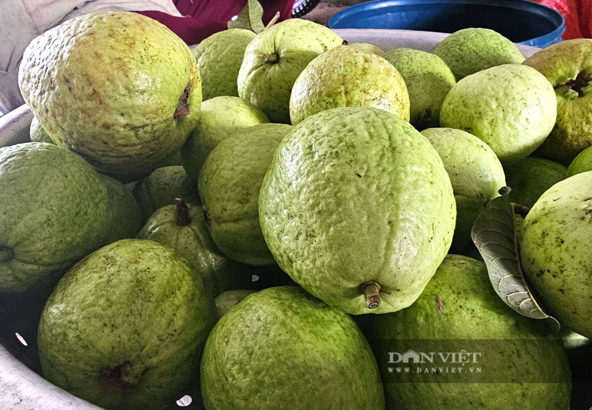 Mỗi năm, anh Thành thu hoạch khoảng 40 tấn ổi lê Đài Loan. Cây ổi lê Đài Loan rất phù hợp với điều kiện khí hậu, thổ nhưỡng tại xã Quỳ Hợp, tỉnh Nghệ An nên quả to, giòn, ngon, ngọt, có từng nào cũng bán hết. Ảnh: N.T