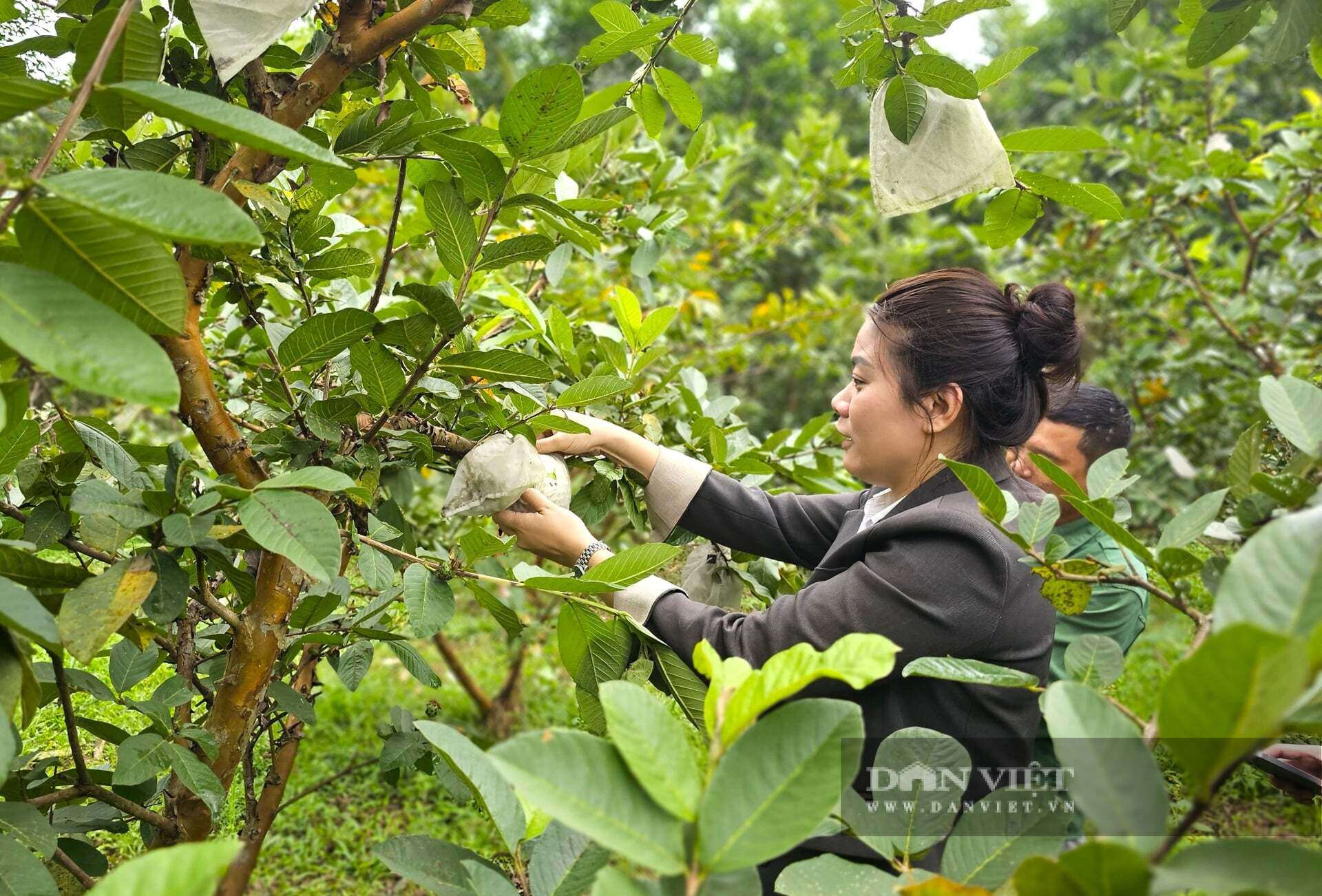 Mỗi năm, anh Thành thu hoạch khoảng 40 tấn ổi lê Đài Loan. Cây ổi lê Đài Loan rất phù hợp với điều kiện khí hậu, thổ nhưỡng tại xã Quỳ Hợp, tỉnh Nghệ An nên quả to, giòn, ngon, ngọt, có từng nào cũng bán hết. Ảnh: N.T