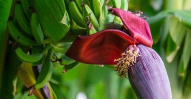 7 lý do nên ăn hoa chuối