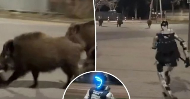 Clip robot hình người truy đuổi đàn lợn rừng gây bão mạng xã hội