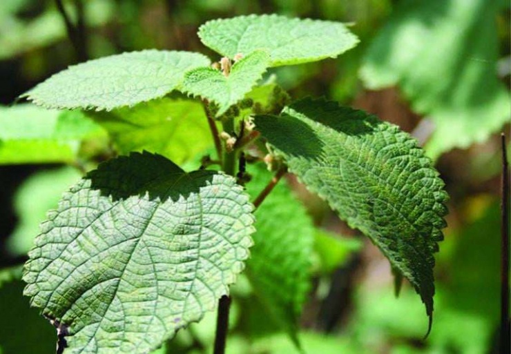 Loại cây dại mọc đầy bờ rào giờ vừa làm bánh, vừa làm sợi dệt, nông dân đổi đời nhờ trồng 1 lần thu hoạch cả năm - 2